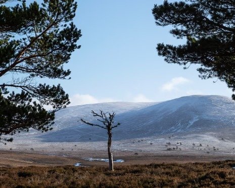 BrewDog sold Highland estate for knockdown price after abandoning reforestation plans