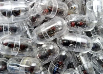 Chinese national smuggling queen ants Kenya