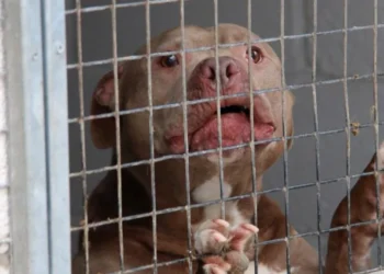 I dread the phone ringing XL bully attacks kennels