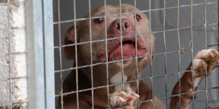 I dread the phone ringing XL bully attacks kennels