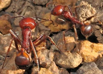 One Ant for $220: The New Frontier of Wildlife Trafficking