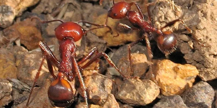 One Ant for $220: The New Frontier of Wildlife Trafficking
