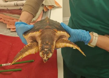 Rescued Sea Turtle Shows Fighting Spirit After Medical Scan