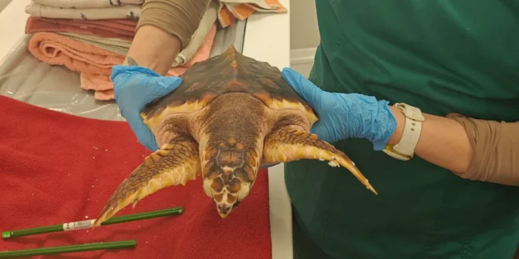Rescued Sea Turtle Shows Fighting Spirit After Medical Scan