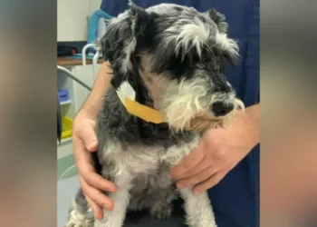 Schnauzer spinal surgery journey
