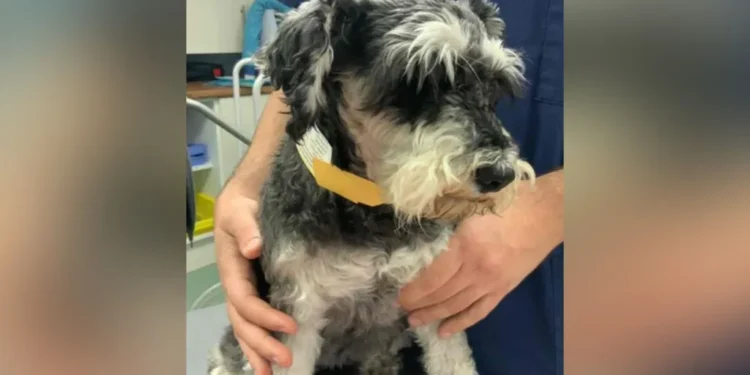 Schnauzer spinal surgery journey