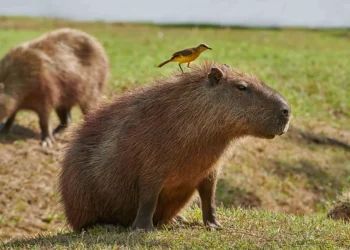 Serengeti of South America