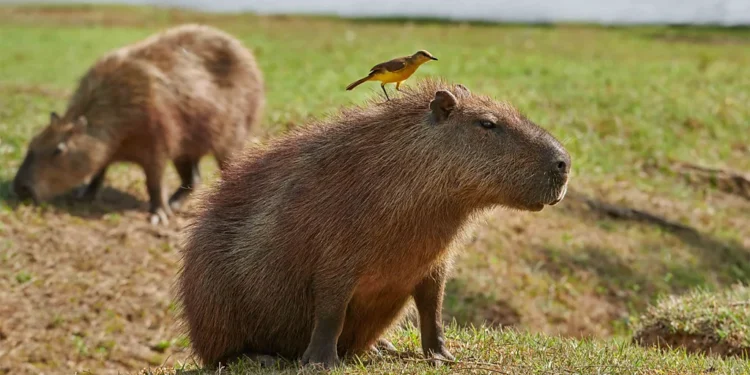 Serengeti of South America