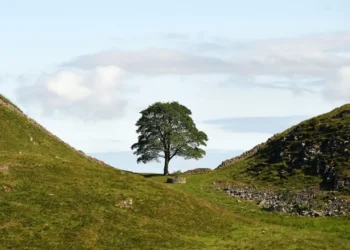 Sycamore Gap tree sapling