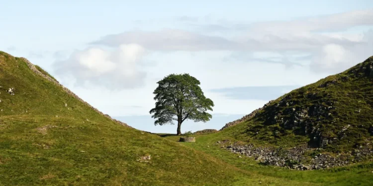 Sycamore Gap tree sapling