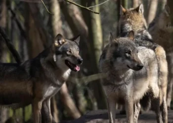Wildwood Trust Wolf Pack Euthanised After Severe Infighting