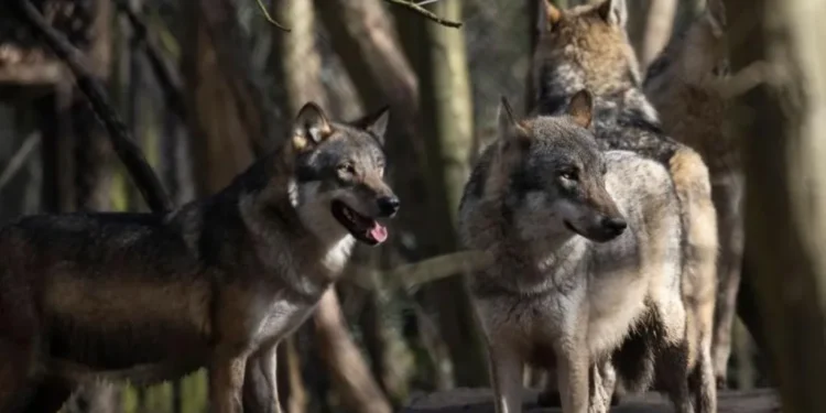 Wildwood Trust Wolf Pack Euthanised After Severe Infighting