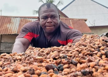 cocoa farmers chocolate market slumps