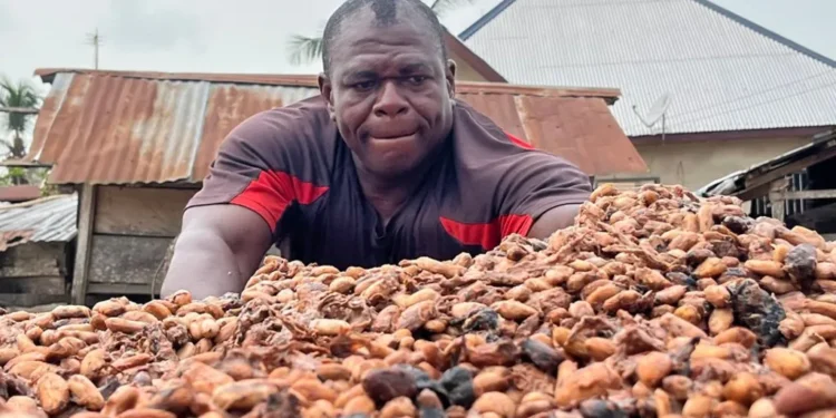 cocoa farmers chocolate market slumps