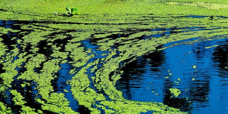 ‘Drinking from a Fetid Pond’: Superbug Genes in Lough Neagh