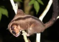 extinct possum glider found West Papua
