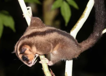 extinct possum glider found West Papua