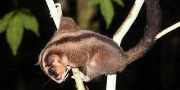extinct possum glider found West Papua