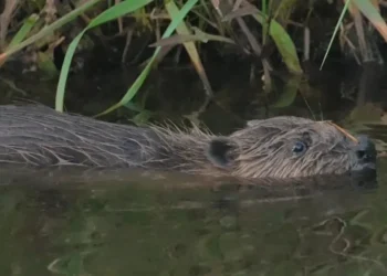 greedy beaver monitoring trap