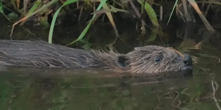 greedy beaver monitoring trap