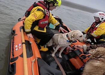 woman rescued with dogs