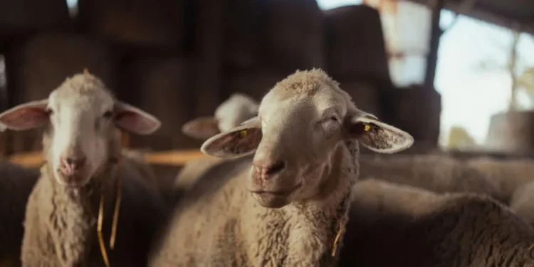 300 Sheep Rescued from Banbridge Hay Shed Fire April 2026