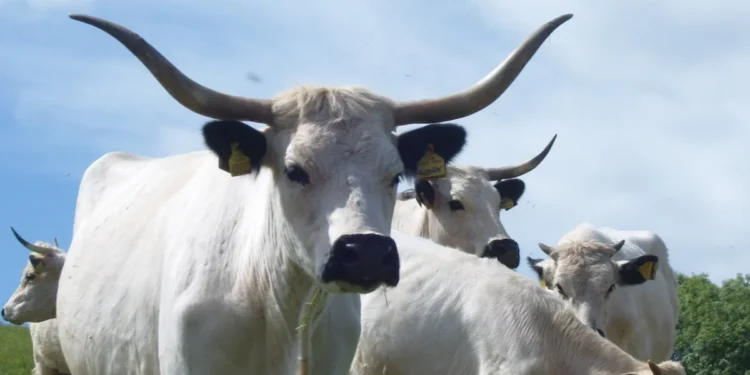 Ancient Cattle Breed Faces Urgent Risk of Extinction