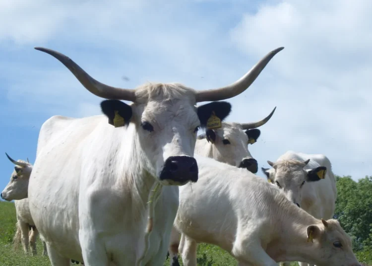 Ancient Cattle Breed Faces Urgent Risk of Extinction