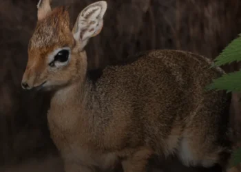 Baby Antelope 'Bean' Born Size of Baked Bean Tin 2026