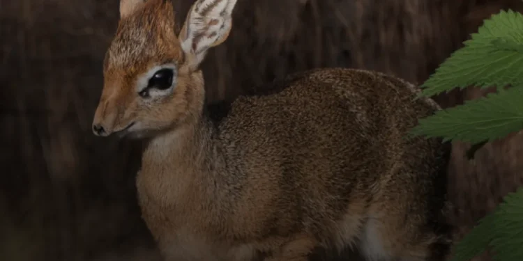 Baby Antelope 'Bean' Born Size of Baked Bean Tin 2026