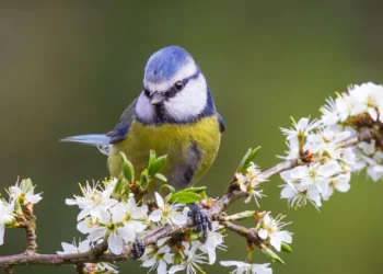 Birdwatch 2026 Results: What the South Spotted in the Big Count