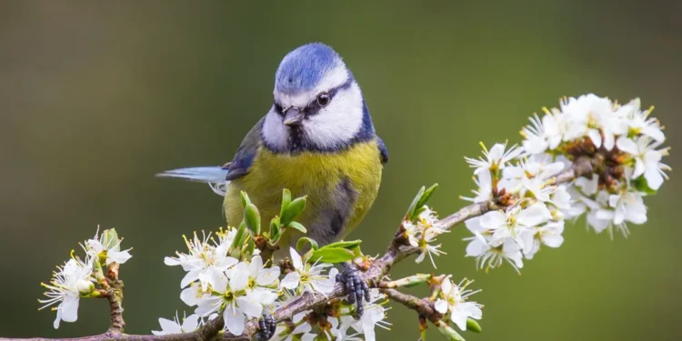 Birdwatch 2026 Results: What the South Spotted in the Big Count