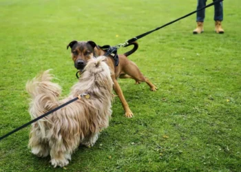 Dog Poisoning Warning 2026: Meat Found in London Parks