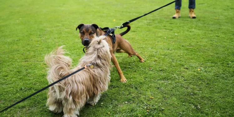 Dog Poisoning Warning 2026: Meat Found in London Parks