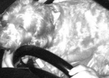 Driver Fined After Dog Photographed on Lap 2026 Road Safety