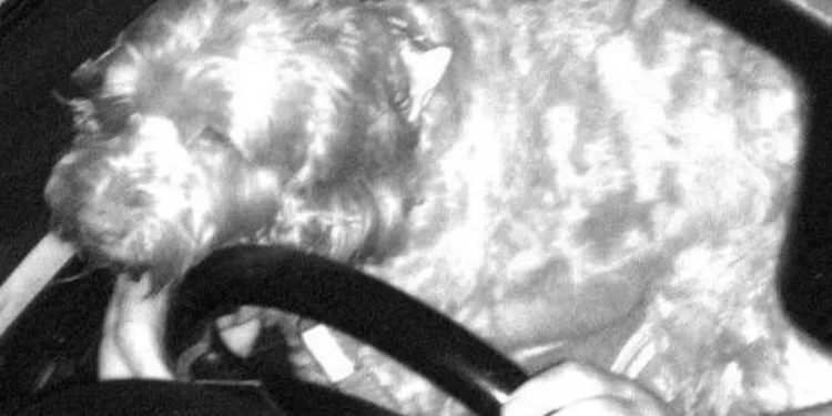 Driver Fined After Dog Photographed on Lap 2026 Road Safety