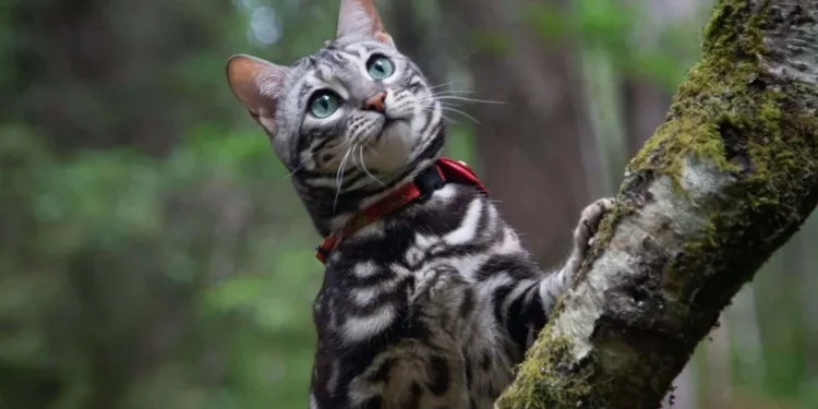 Is Walking Your Cat Good for Them or Just TikTok Content?