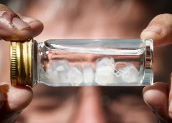 Most Painful Sting in the World: Schmidt Index Rankings 2026