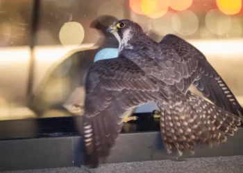 Peregrine Falcon Rescued from London Skyscraper Roof Garden