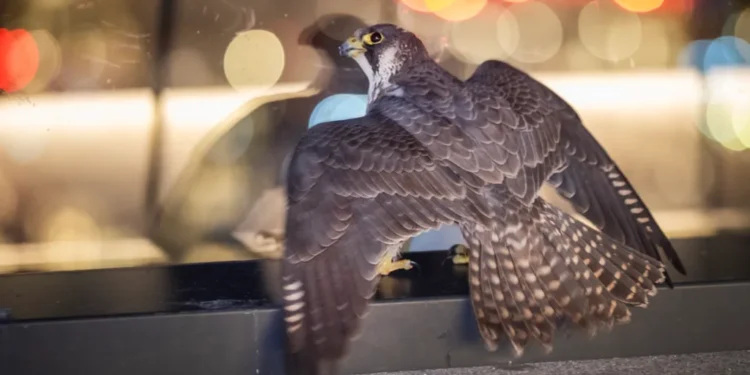 Peregrine Falcon Rescued from London Skyscraper Roof Garden