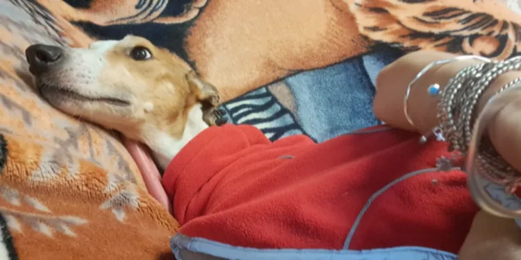 Phoenix the Lurcher Recovery 2026: Dog Found Half Dead