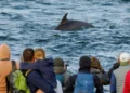 Police Probe Aggressive Drone Pilot at Chanonry Point Dolphin Site