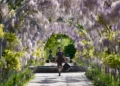 RHS Wisley wisteria tunnel bloom 2026