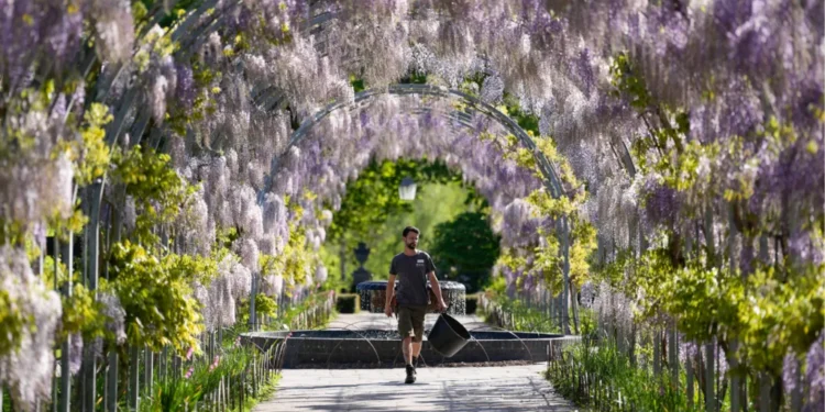 RHS Wisley wisteria tunnel bloom 2026