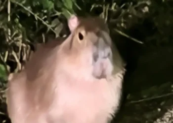 Shropshire Capybara Search 2026: 'Challenging' Recovery