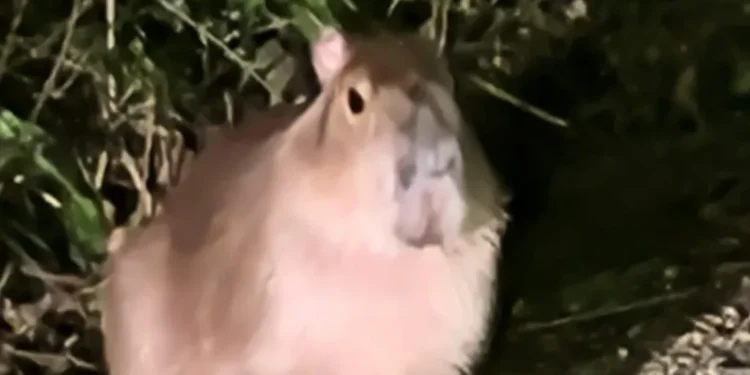 Shropshire Capybara Search 2026: 'Challenging' Recovery