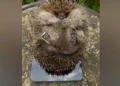 Tubby Ted hedgehog diet Wiltshire 2026