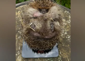 Tubby Ted hedgehog diet Wiltshire 2026