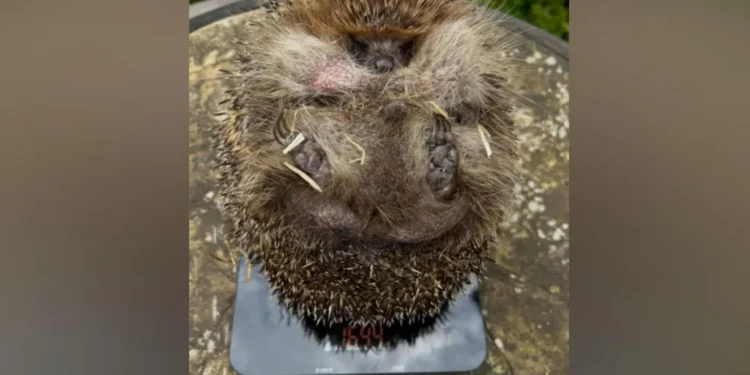 Tubby Ted hedgehog diet Wiltshire 2026