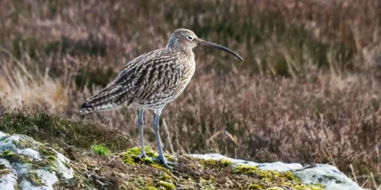 Urgent Action Needed to Save Birds That Define Britain